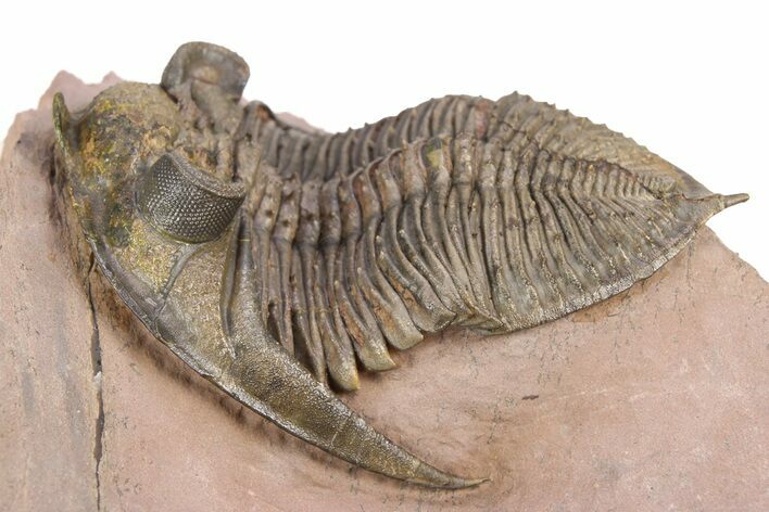 Spiny Zlichovaspis Trilobite - Lghaft, Morocco #383225